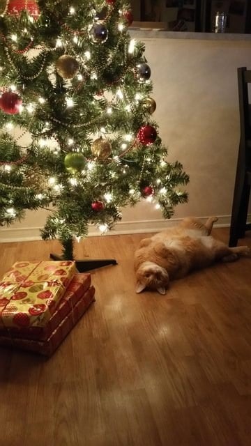 크리스마스트리와 고양이.GIF | 인스티즈