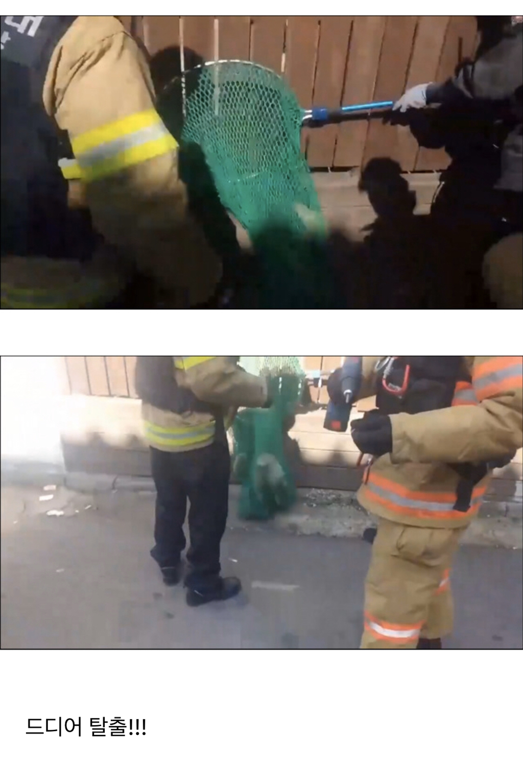 나무 울타리에 낀 냥이 | 인스티즈