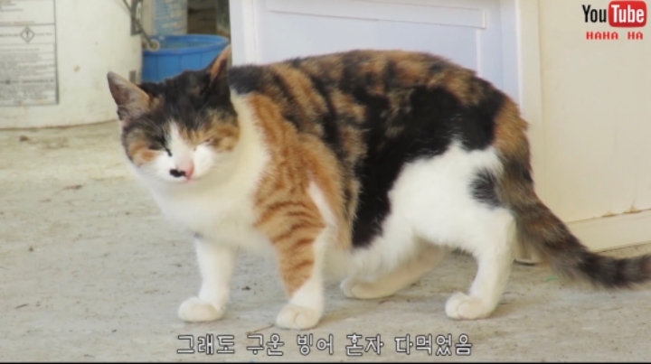 알고보면 노력파인 haha ha 삼색이... | 인스티즈