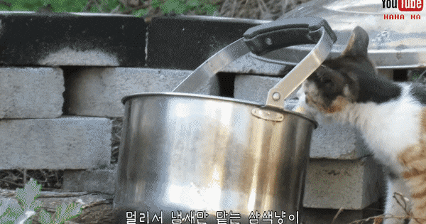눈물 없인 볼 수 없는 ha삼색 쭈구리 시절...gif | 인스티즈