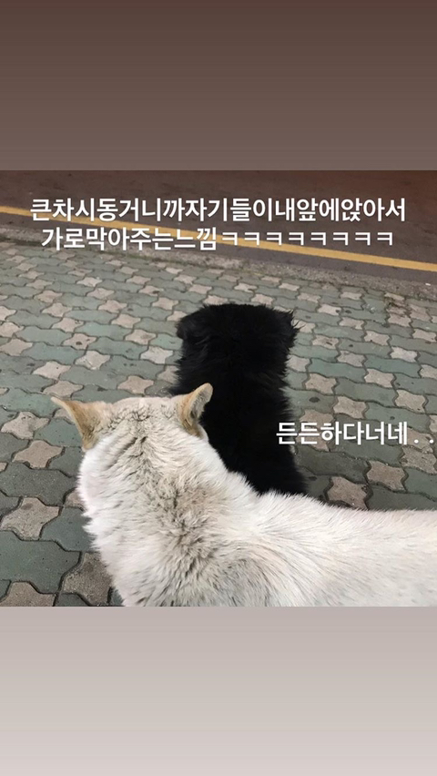 알바하다가 댕댕이들이랑 짱친 먹었던 적 있는데 | 인스티즈