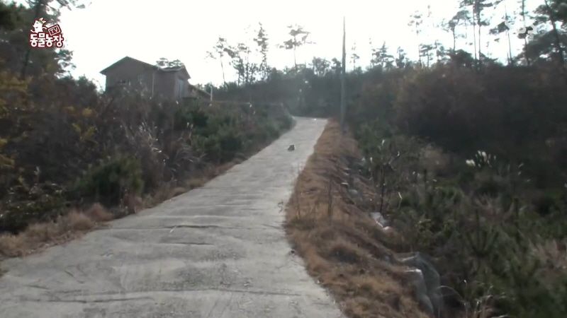 동물농장 취재진이 23마리 아기백구네 집에 찾아갔을 때 제일 처음 맞이한 광경.jpg | 인스티즈