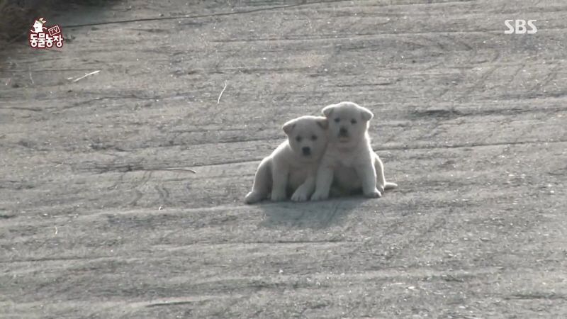 동물농장 취재진이 23마리 아기백구네 집에 찾아갔을 때 제일 처음 맞이한 광경.jpg | 인스티즈