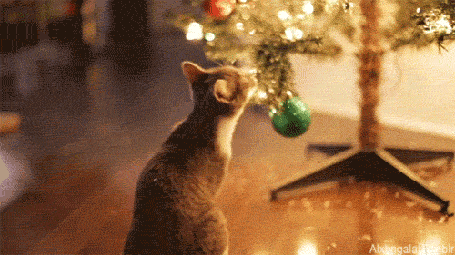크리스마스트리와 고양이.GIF | 인스티즈