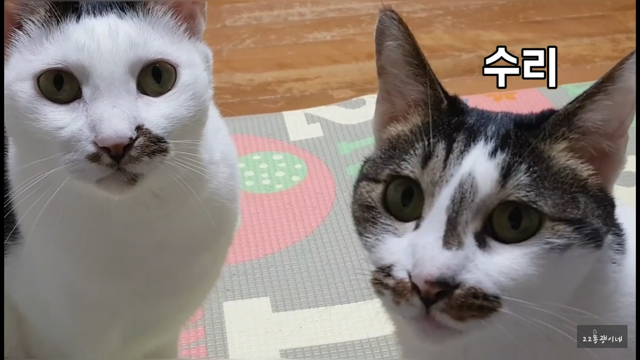 내가 때리는건 괜찮아도 남이 때리는건 안괜찮은 현실남매 고양이 | 인스티즈