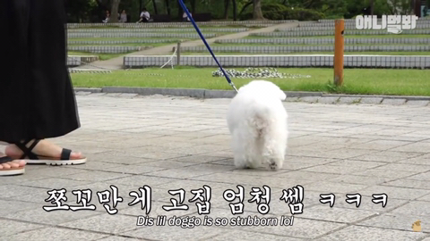 돌멩이를 물고 다니는 강아지 ㅋㅋㅋㅋ(귀여움주의) | 인스티즈