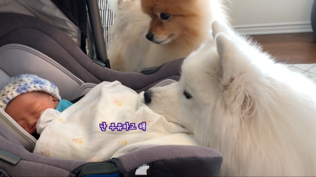 강아지들이 갓난아이를 보는 표정 | 인스티즈