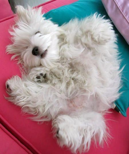 꼬말사모(꼬질꼬질 말티즈를 사랑하는 사람들의 모임) 모여라! | 인스티즈