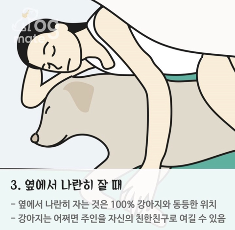 자는 자세로 보는 나와 강아지의 관계 | 인스티즈