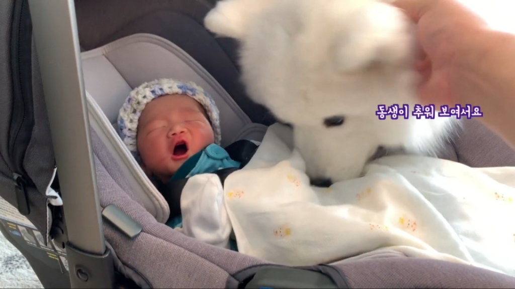 강아지들이 갓난아이를 보는 표정 | 인스티즈