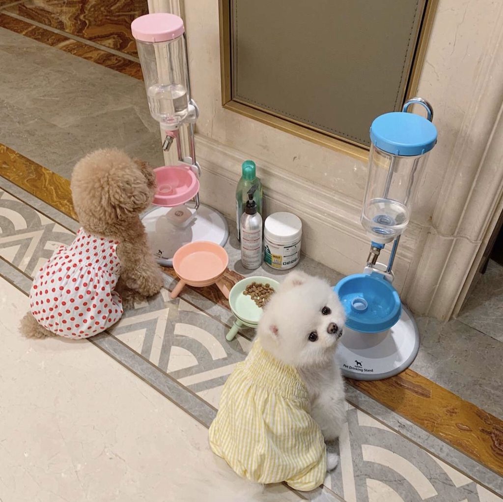 생각보다 많은 반려동물 보호자들이 하고 있는 동물학대.jpg | 인스티즈