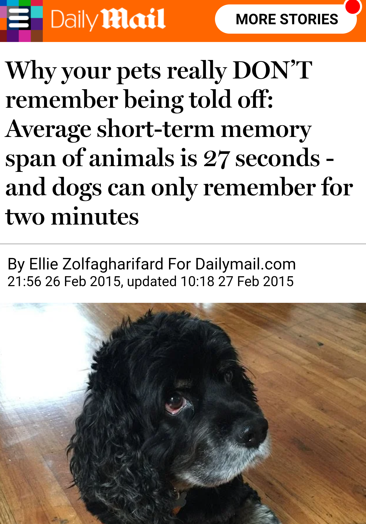 댕댕이가 사고를 쳤어도 혼내봤자 아무 소용 없는 이유.jpg | 인스티즈