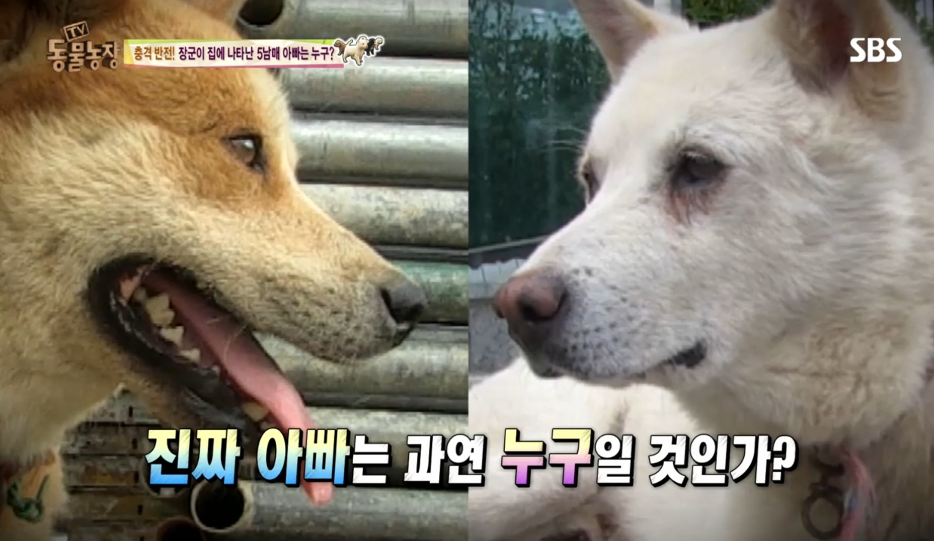 어떤 개가 우리 집에 새끼만 낳아 놓고 안 와요;; 3 | 인스티즈
