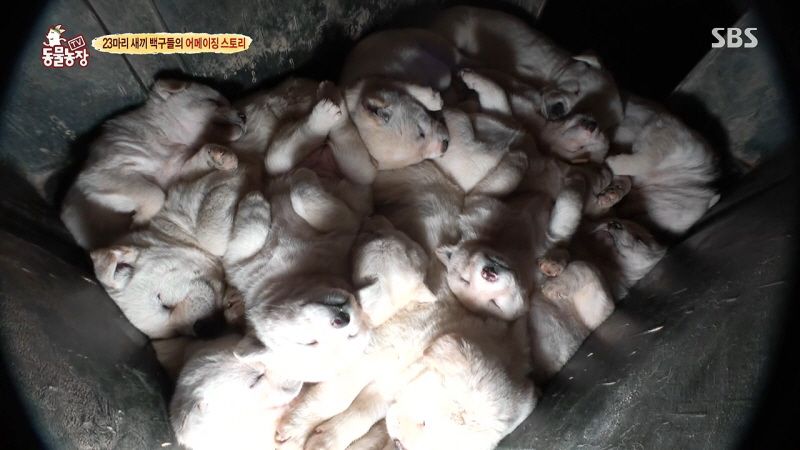 동물농장 취재진이 23마리 아기백구네 집에 찾아갔을 때 제일 처음 맞이한 광경.jpg | 인스티즈