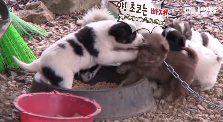 나만 점박이 없어...ㅠ 다른 형아들 다 점박이 있고 나만 없어....ㅜㅜ | 인스티즈