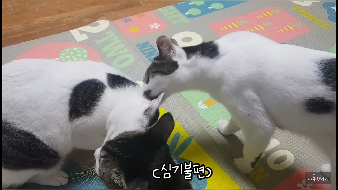 내가 때리는건 괜찮아도 남이 때리는건 안괜찮은 현실남매 고양이 | 인스티즈