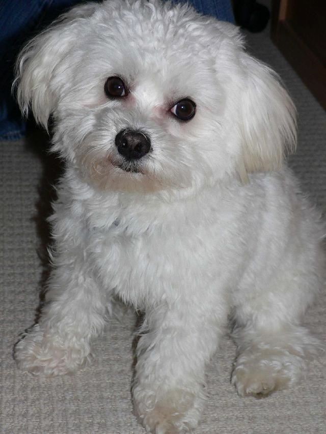 꼬말사모(꼬질꼬질 말티즈를 사랑하는 사람들의 모임) 모여라! | 인스티즈