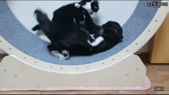 쪼꼬미 소이가 다른 고양이를 때리는 이유 | 인스티즈