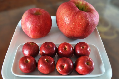 미니사과 jpg | 인스티즈