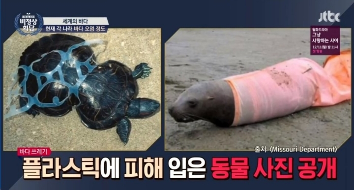플라스틱 쓰레기로 신음하는 동물들 | 인스티즈