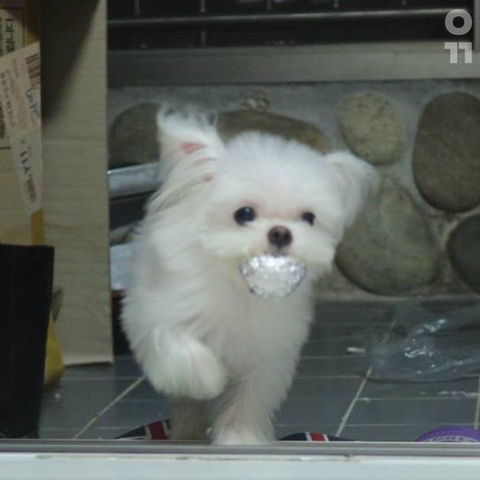 김밥 호일 뭉쳐놨더니 훔쳐가는 댕댕이.jpg | 인스티즈