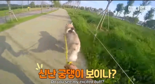 처음 보는 갱얼쥐 산책법 | 인스티즈