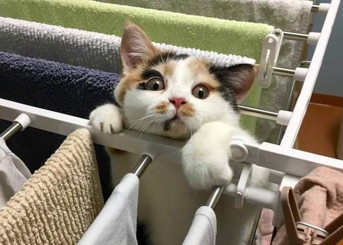 자기가 빠져놓고 집사에게 도움의 눈빛 | 인스티즈