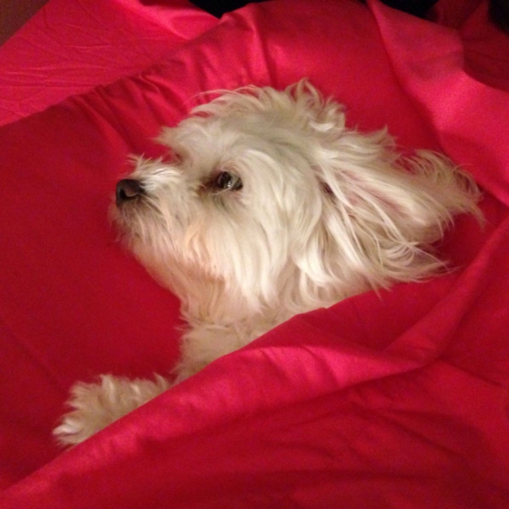 꼬말사모(꼬질꼬질 말티즈를 사랑하는 사람들의 모임) 모여라! | 인스티즈