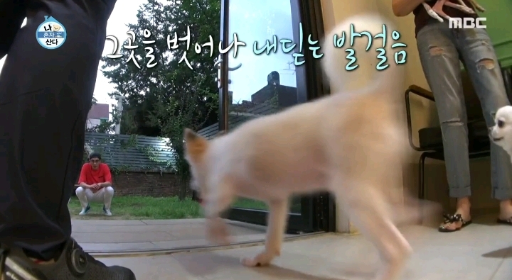 배우 성훈이 입양한 유기견 양희가 가지고 있던 트라우마 | 인스티즈