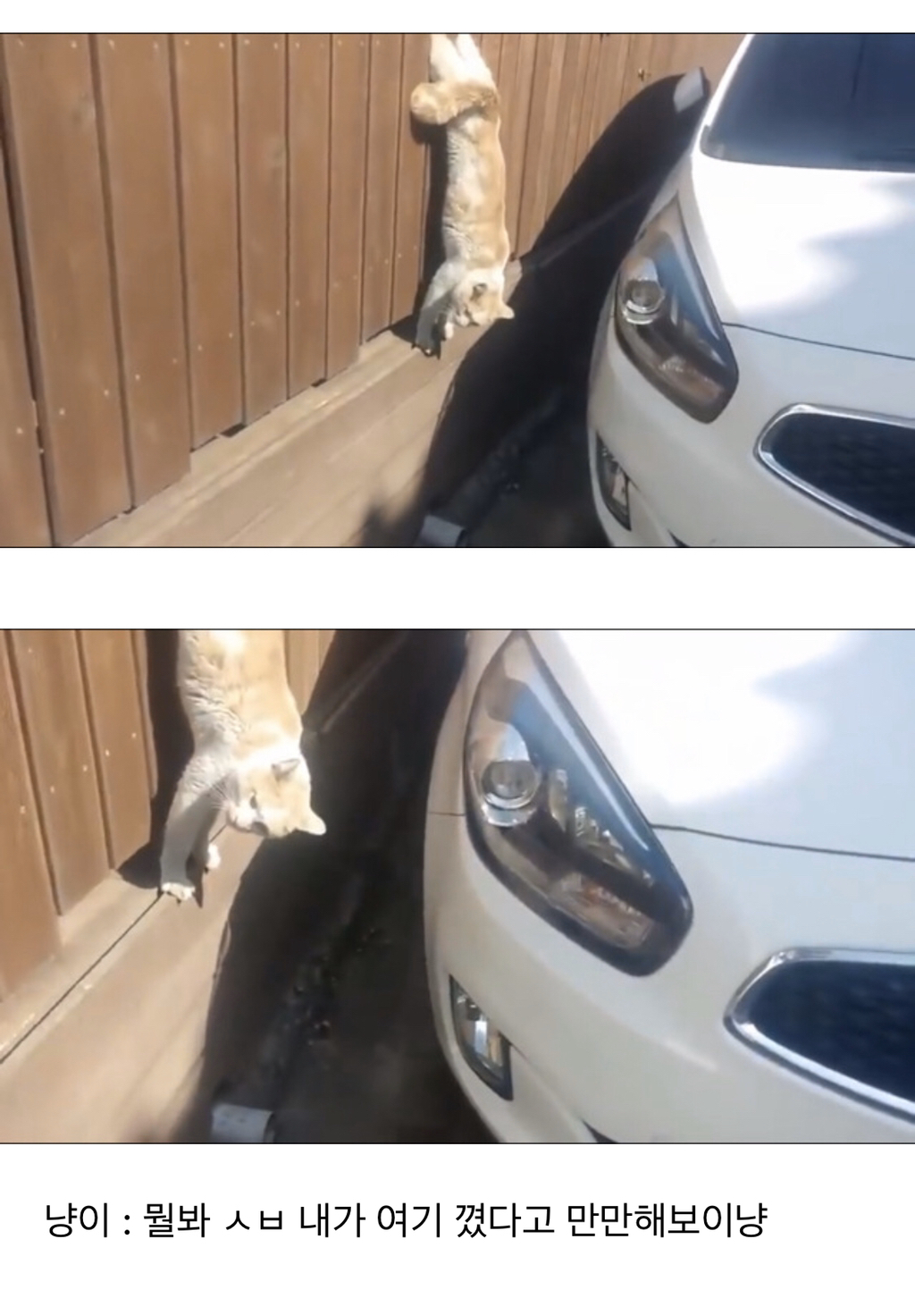 나무 울타리에 낀 냥이 | 인스티즈