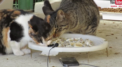 눈물 없인 볼 수 없는 ha삼색 쭈구리 시절...gif | 인스티즈