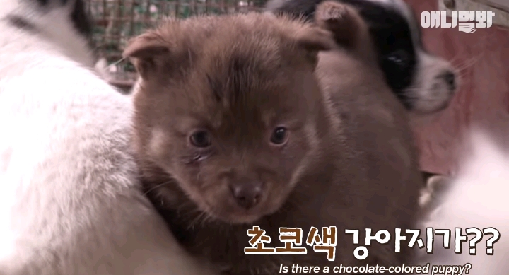 나만 점박이 없어...ㅠ 다른 형아들 다 점박이 있고 나만 없어....ㅜㅜ | 인스티즈