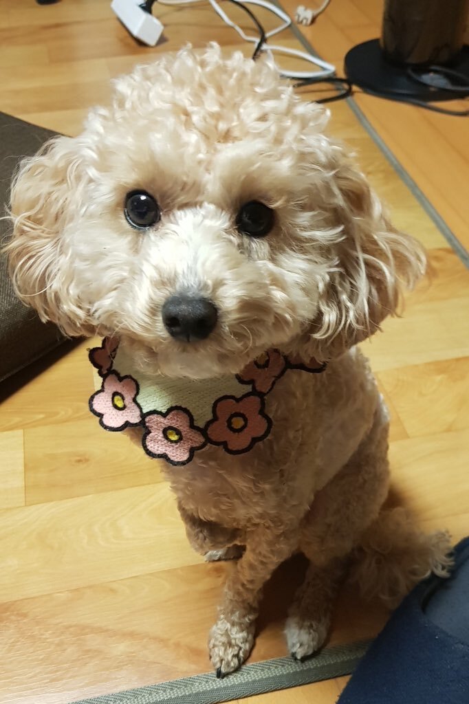 김호두 이미지