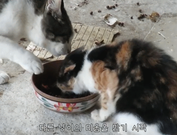 알고보면 노력파인 haha ha 삼색이... | 인스티즈