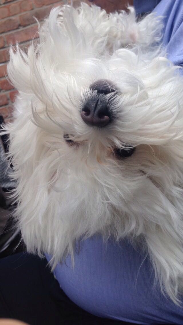 꼬말사모(꼬질꼬질 말티즈를 사랑하는 사람들의 모임) 모여라! | 인스티즈