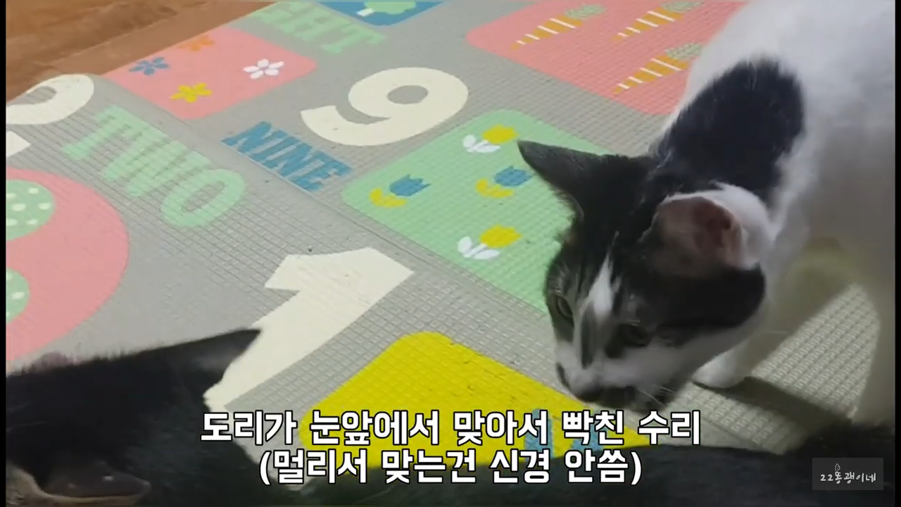 내가 때리는건 괜찮아도 남이 때리는건 안괜찮은 현실남매 고양이 | 인스티즈