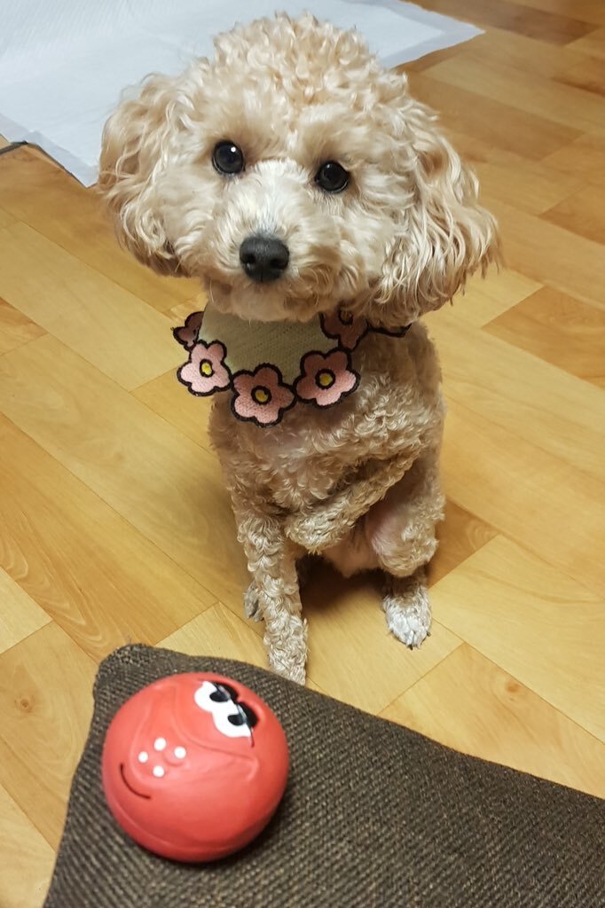 김호두 이미지