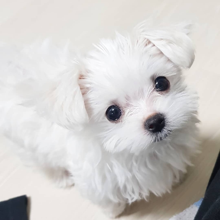 세븐틴 승관 반려견 부끄 근황.jpg | 인스티즈