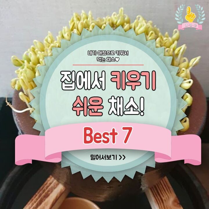 집에서 키우기 쉬운 채소 jpg | 인스티즈