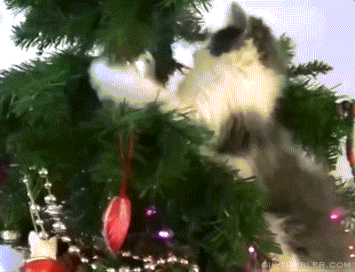 크리스마스트리와 고양이.GIF | 인스티즈