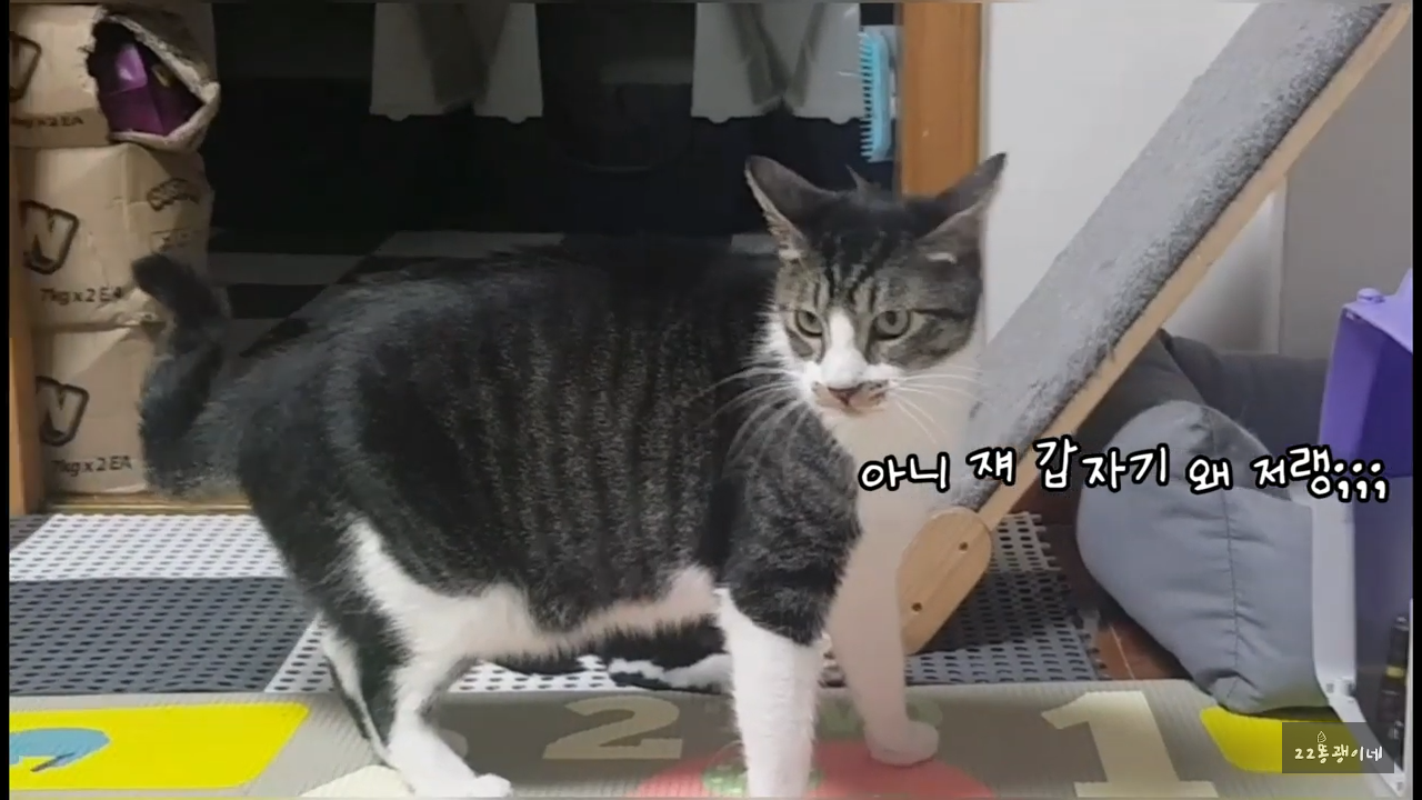 내가 때리는건 괜찮아도 남이 때리는건 안괜찮은 현실남매 고양이 | 인스티즈