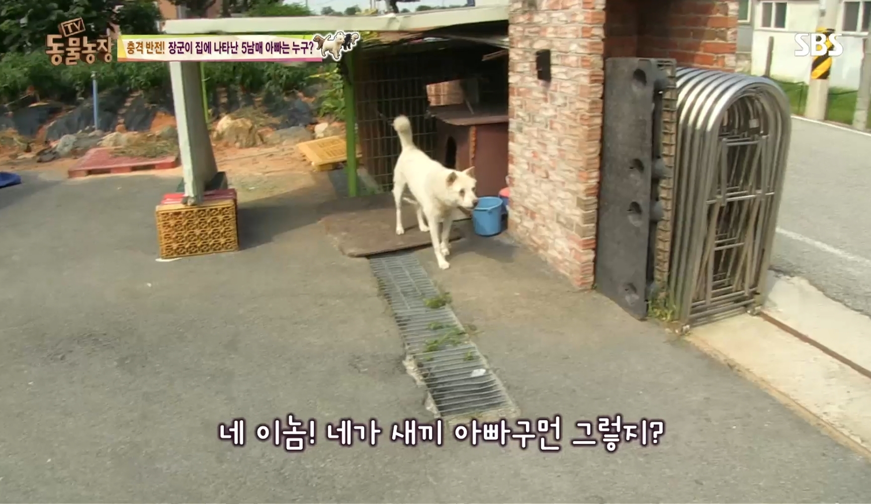 어떤 개가 우리 집에 새끼만 낳아 놓고 안 와요;; 3 | 인스티즈