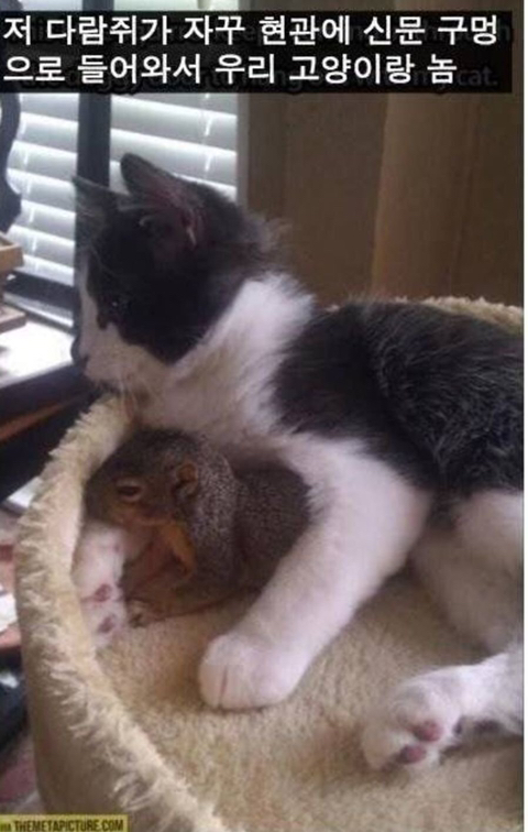 국가별 고양이 기르는 사람을 부르는 말.twt | 인스티즈