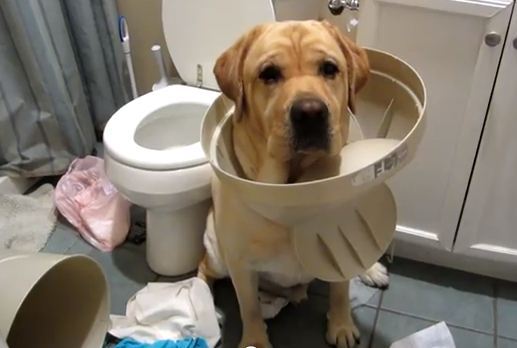 댕댕이가 사고를 쳤어도 혼내봤자 아무 소용 없는 이유.jpg | 인스티즈