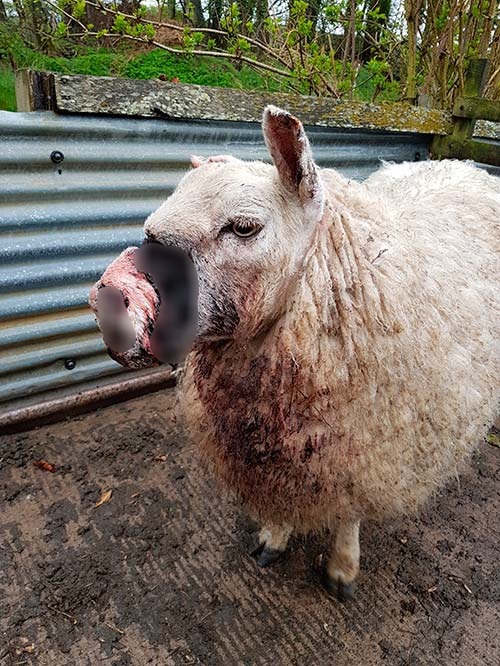 양떼목장을 습격하는 개들 (사진주의) | 인스티즈