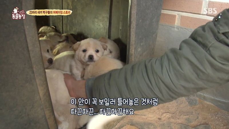 동물농장 취재진이 23마리 아기백구네 집에 찾아갔을 때 제일 처음 맞이한 광경.jpg | 인스티즈