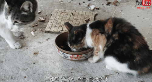 눈물 없인 볼 수 없는 ha삼색 쭈구리 시절...gif | 인스티즈