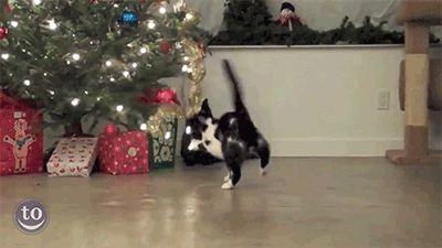 크리스마스트리와 고양이.GIF | 인스티즈