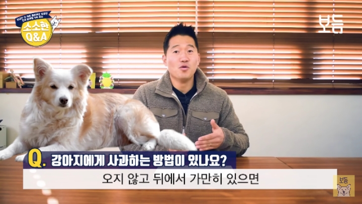 강아지 모르고 쳤을때 사과하는 방법.jpg | 인스티즈