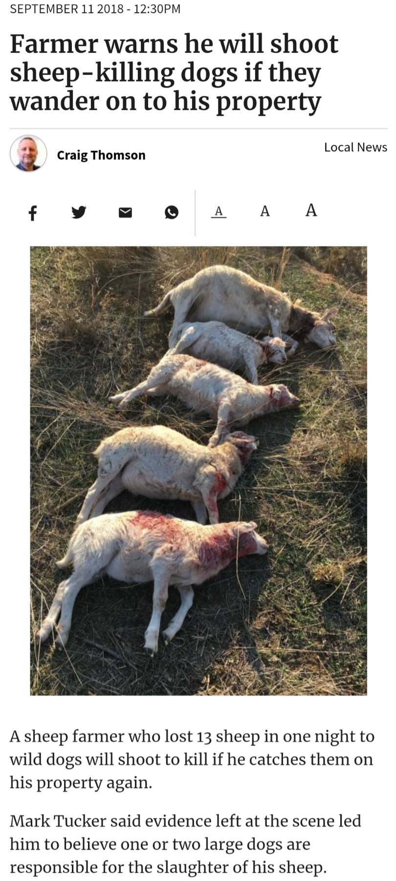 양떼목장을 습격하는 개들 (사진주의) | 인스티즈